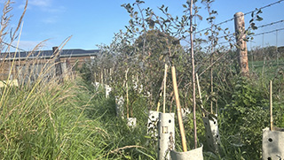 BN11-PlantingHedges BN11 Stewardship Hedge Pack